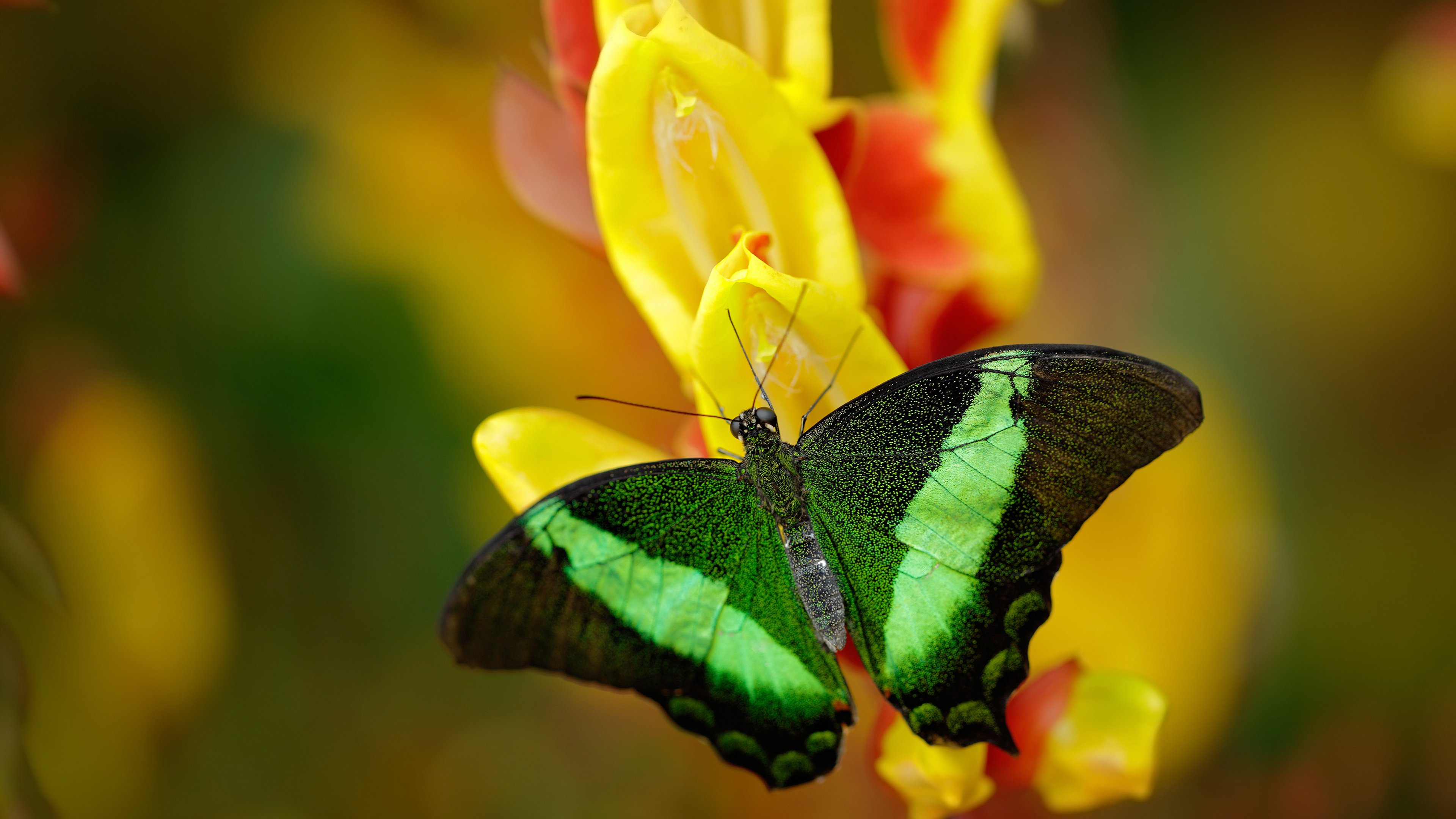 跨界绝杀，当灰熊的坚韧遇见拉文的欧冠时刻—体育精神的唯一共鸣