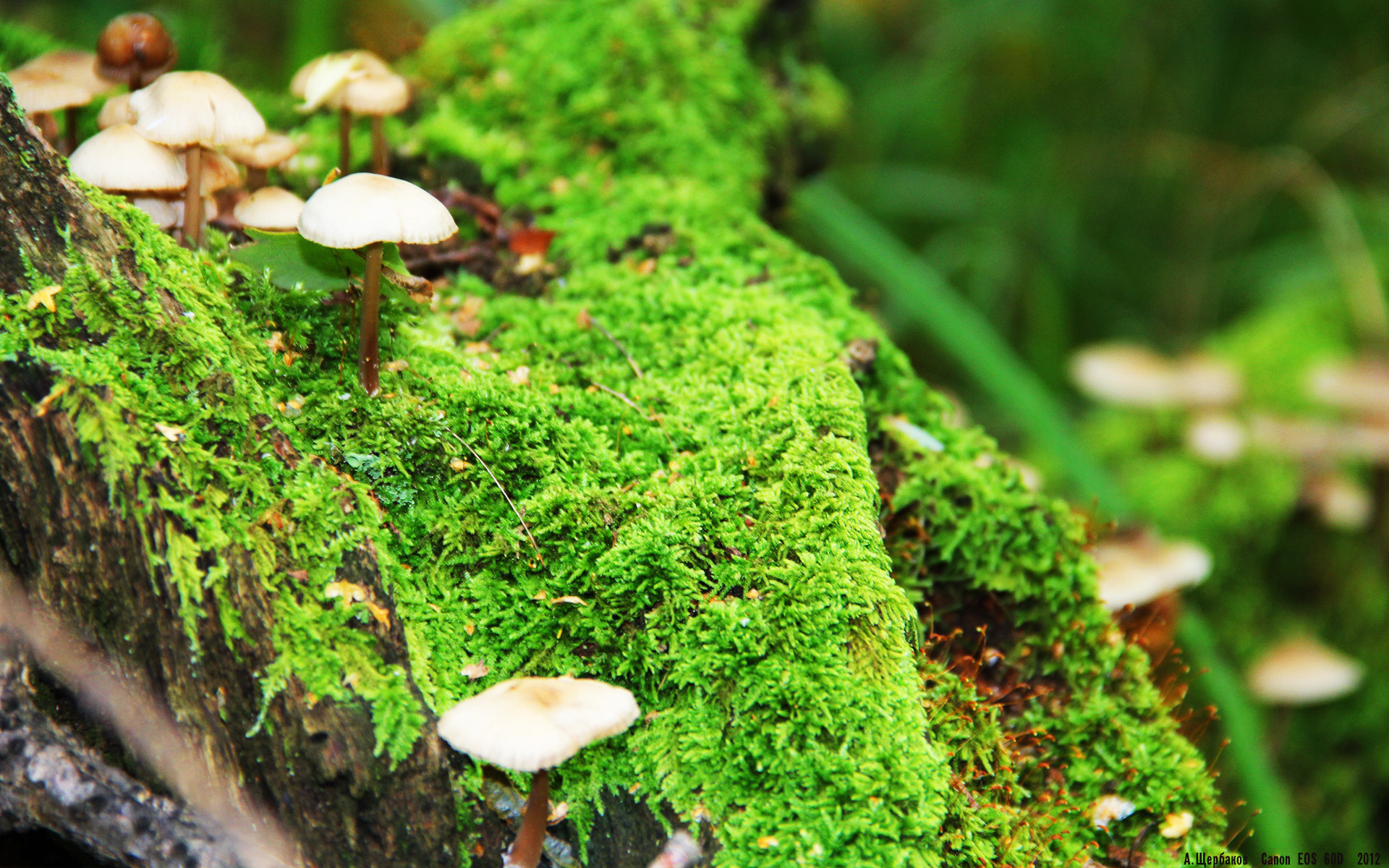 冰与火的终章，加拿大压哨绝杀，抢七夜载入史册